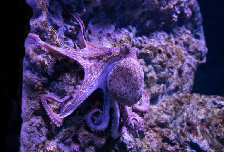 Untitled design (10)