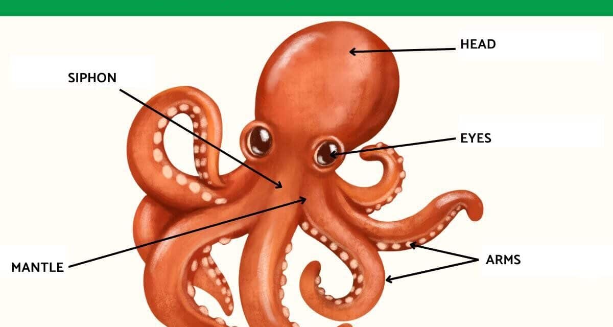 octopus anatomy
