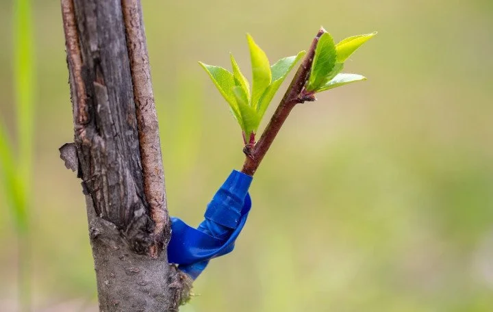 nashville-tree-conservation-corps-how-does-tree-grafting-work-tn